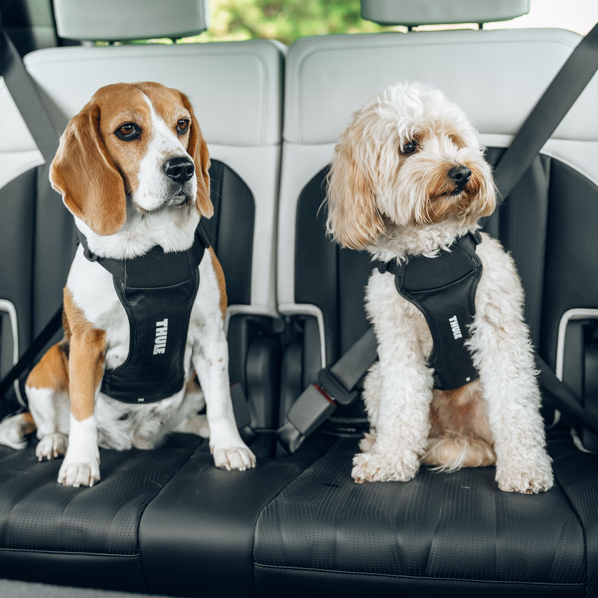 Thule Cappy M | ETA Mid July