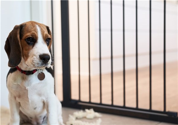 Cute Beagle puppy with collar near DogSpace Lassie Pet Metal Safety Gate Black