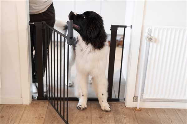 Black and white dog with toy at DogSpace Lassie pet gate safety, perfect for baby strollers