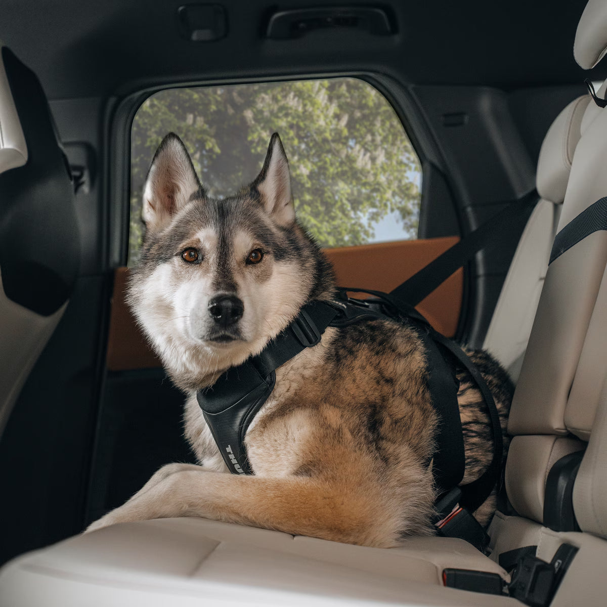 Thule Cappy M | ETA Mid July